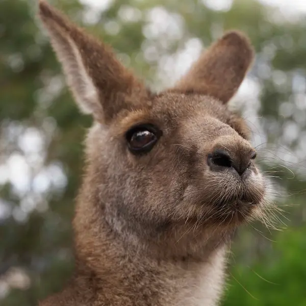 Kangaroo (4)
